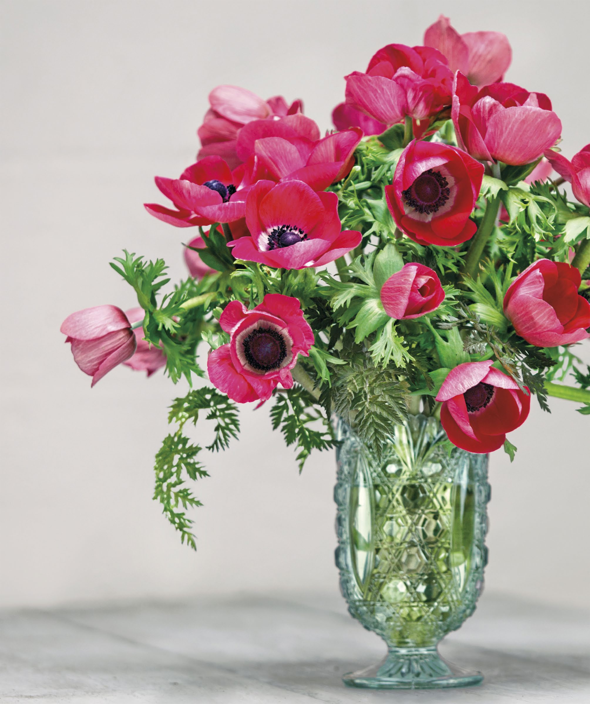 Beautiful Anemone Flowers